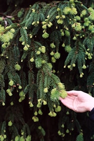 person holding green larch tree