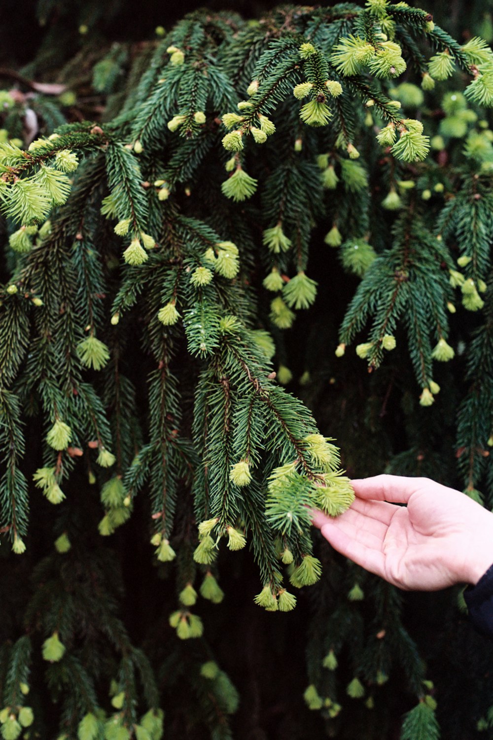 person holding green larch tree