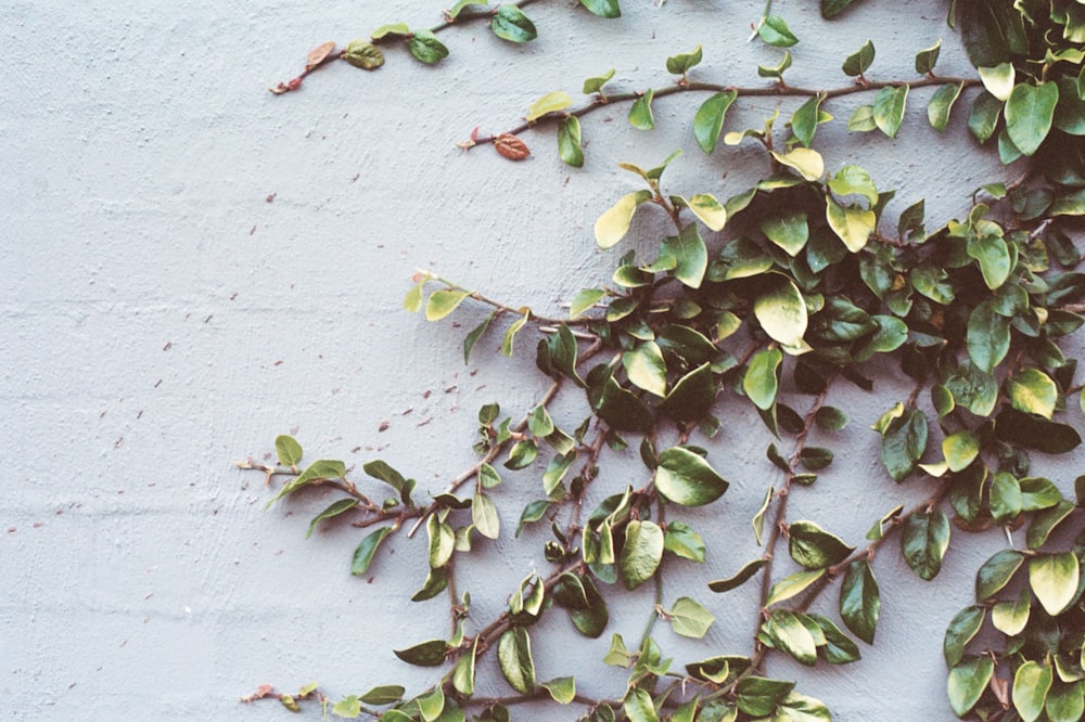 壁に緑の葉の蔓