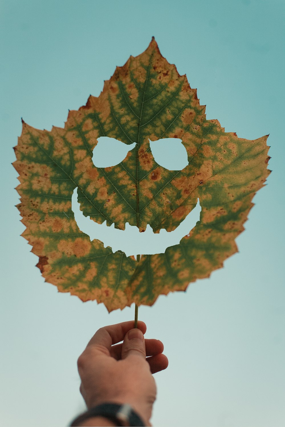 person holding green leaf