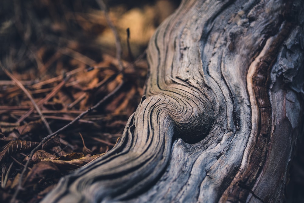 brown tree on ground