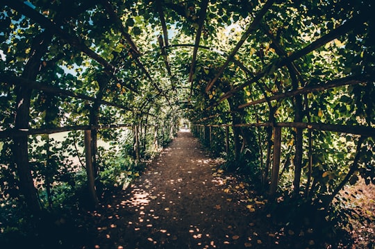 photo of Potsdam Forest near Soviet War Memorial Tiergarten