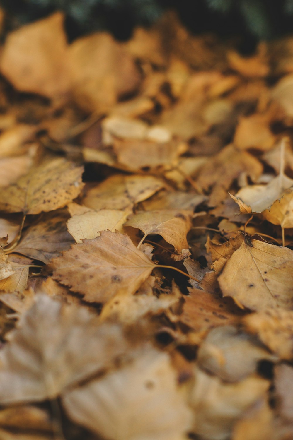 yellow leaves on ground