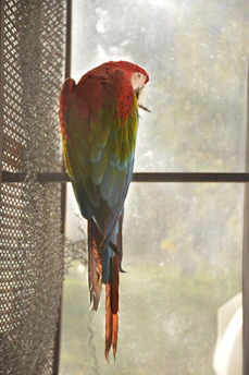 A cozy indoor aviary bathed in warm morning light with colorful parrots perched peacefully