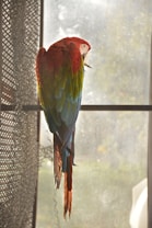 A colorful parrot with red, green, blue, and yellow feathers is perched on a bar. Sunlight filters through a nearby window, creating a soft, warm glow. The parrot is looking downward, and the immediate environment appears quiet and serene.