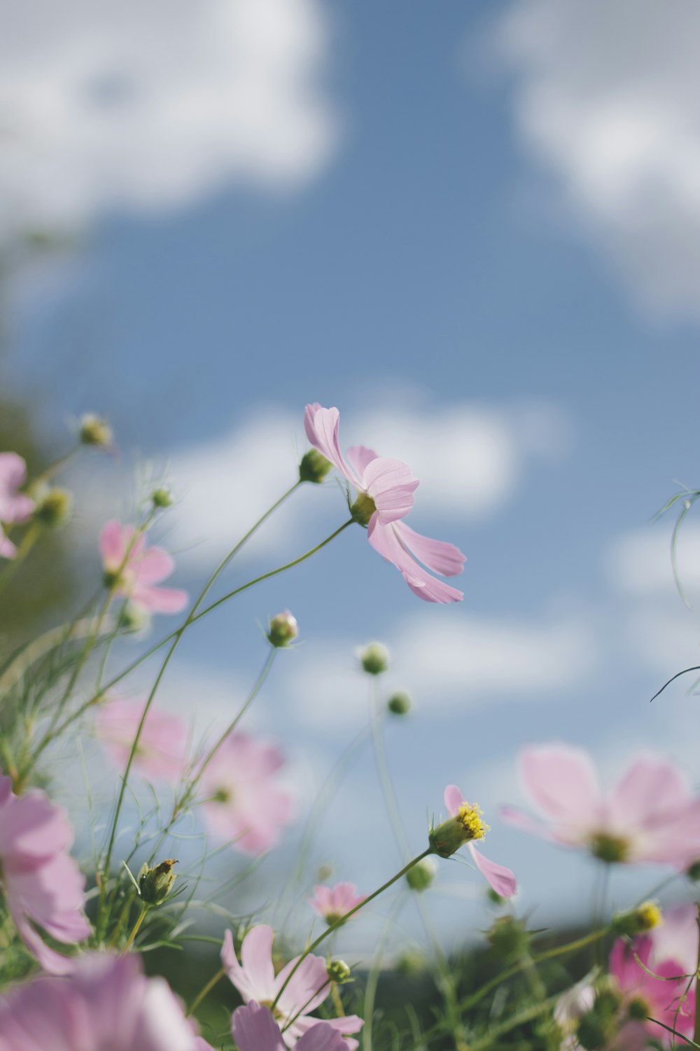 ピンクの花のピント写真