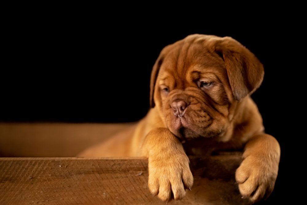 brown short coated puppy on wooden box