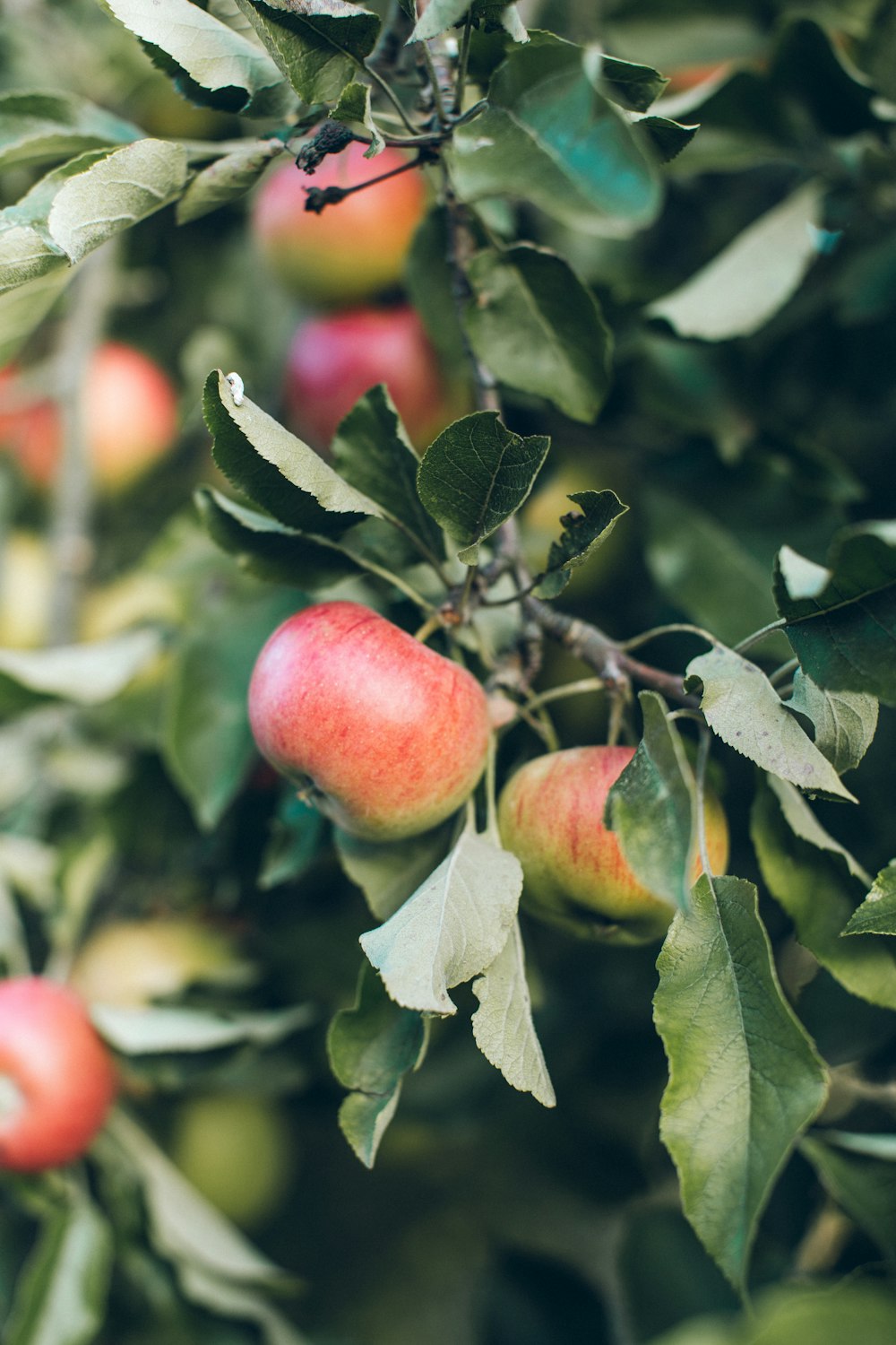 manzana roja