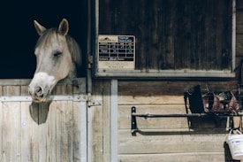 A white horse with a light mane is leaning its head out of a wooden stable door. A sign with various details is attached to the stable wall on the right side above the door. On the right side of the image, there is a open storage area with some equipment and items hanging from the wall.