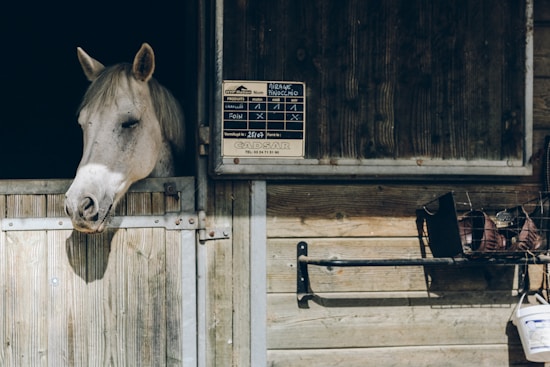 A white horse with a light mane is leaning its head out of a wooden stable door. A sign with various details is attached to the stable wall on the right side above the door. On the right side of the image, there is a open storage area with some equipment and items hanging from the wall.