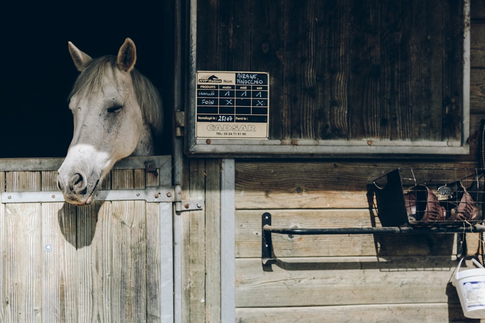 gray horse behind brown door