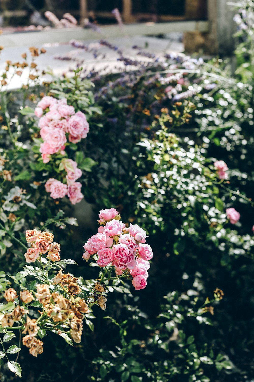 ピンクのバラの花壇
