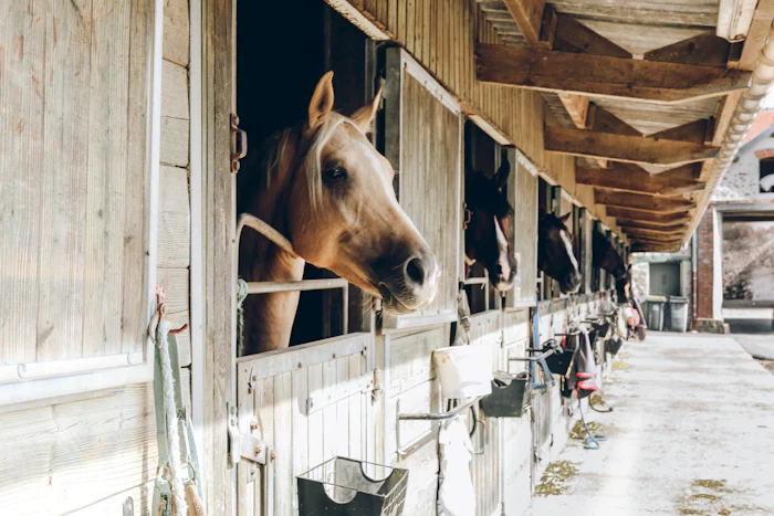 Horses looking out over their stall doors