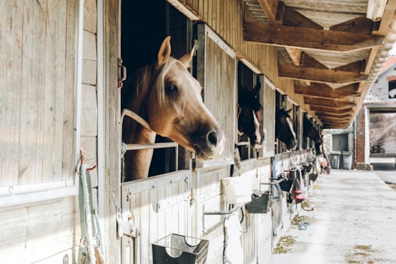 Cavalos em baias de um haras, com as cabeças para fora