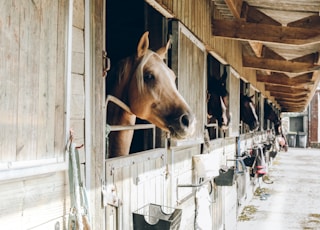 group of horse inside wooden cage during daytime