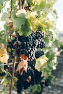 grapes tree