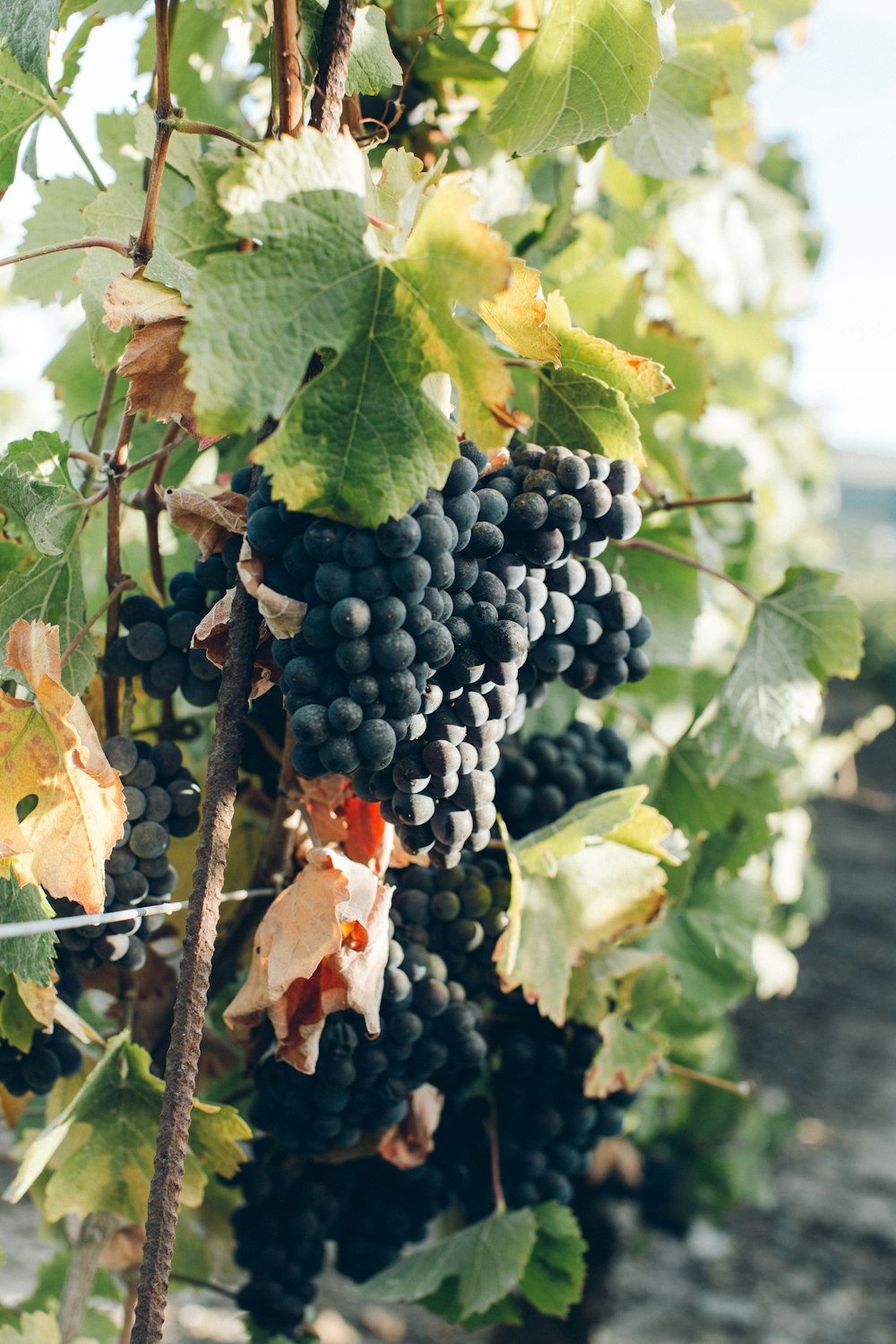 grapes tree