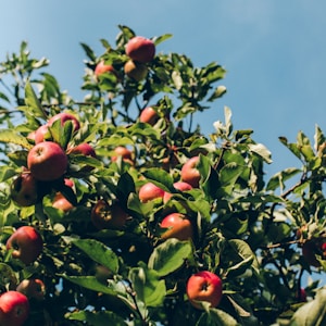 red apple fruits