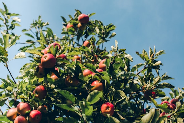Red apple fruits