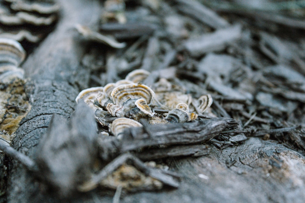 white algae on dead tree trunk