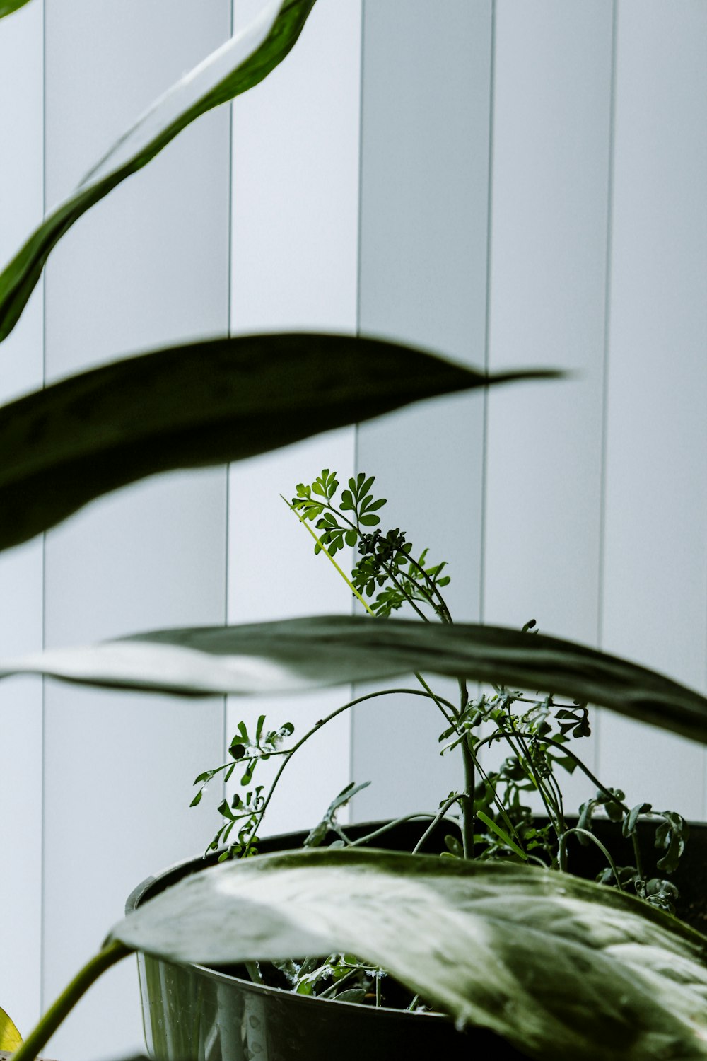 Grüne Pflanzen in der Nähe einer grauen Wand