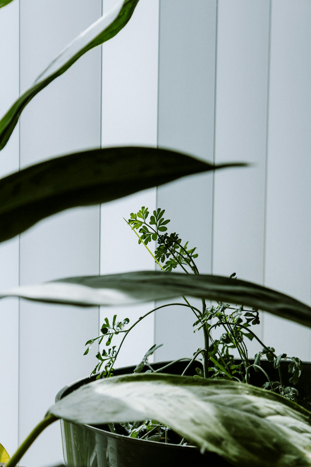 plantas verdes perto da parede cinzenta