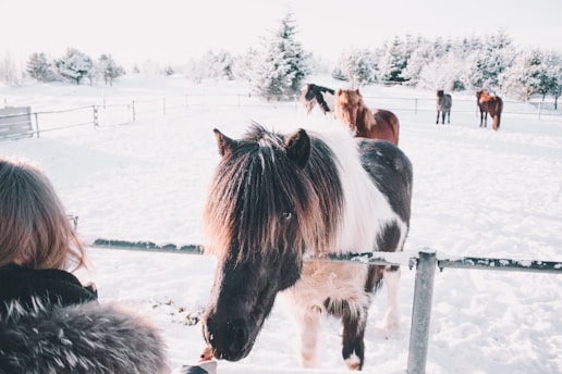 Several Icelandic horses stand in a snowy, fenced area. The foreground features a black and white horse being petted or fed by a person with brown hair wearing a dark coat with a fur-trimmed hood. Snow-covered trees and a bright, clear sky form the backdrop.