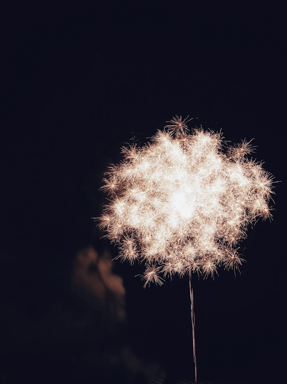 white dandelion