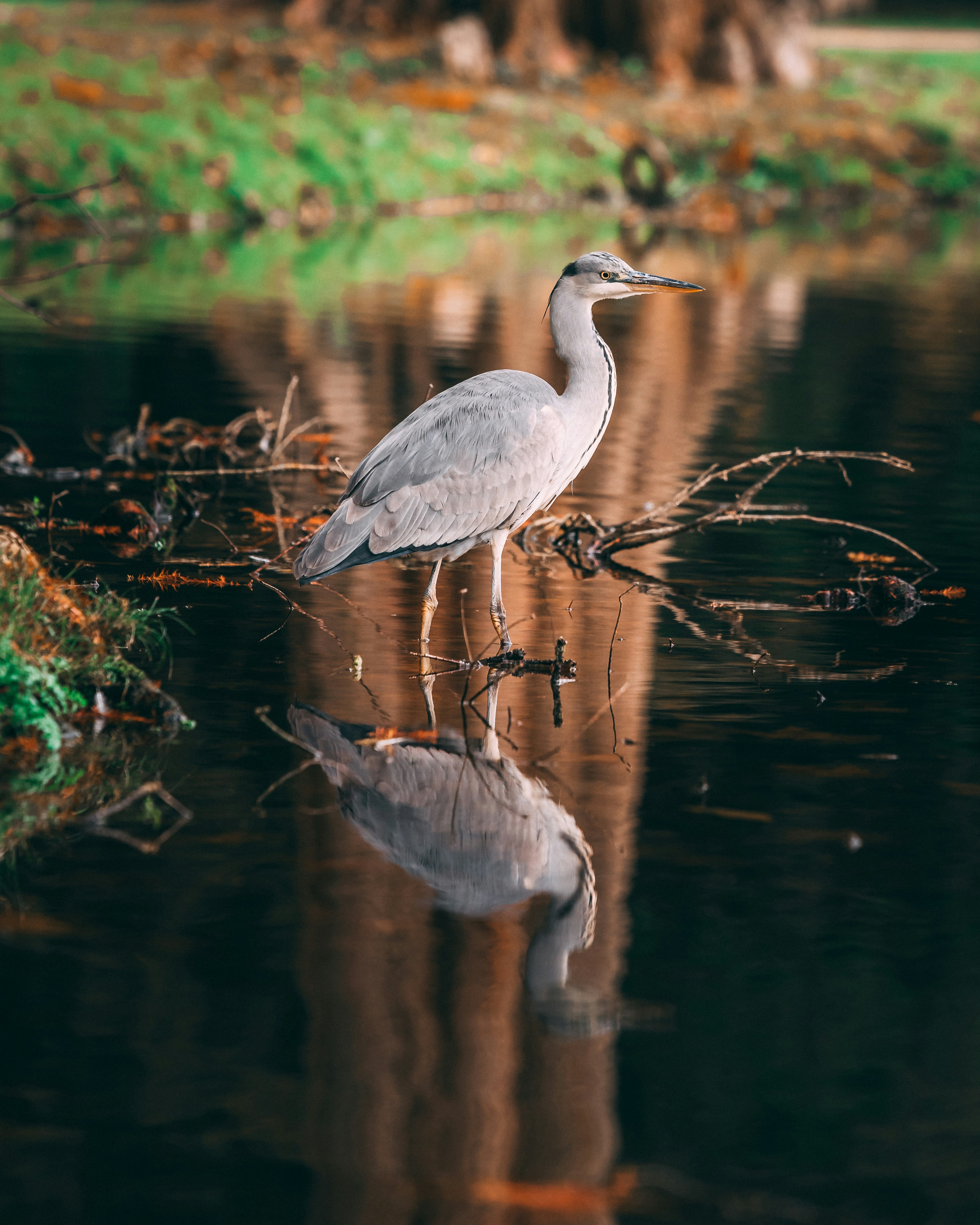 Nat Geo Wild Pictures Download Free Images on Unsplash