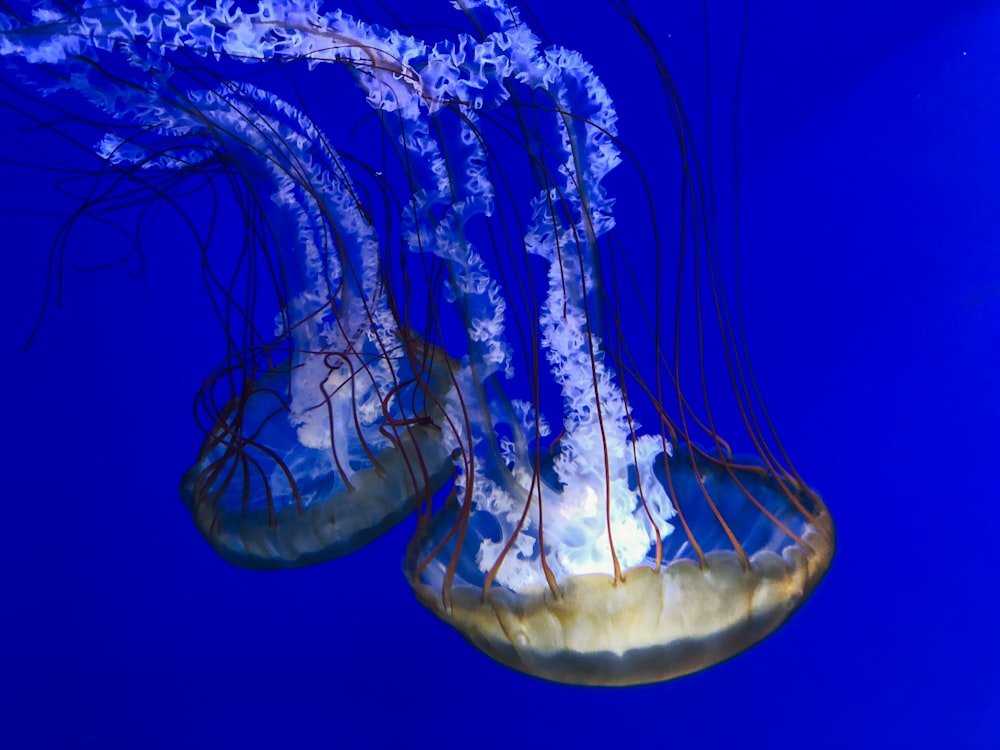 two beige box jellyfishes swimming upside down