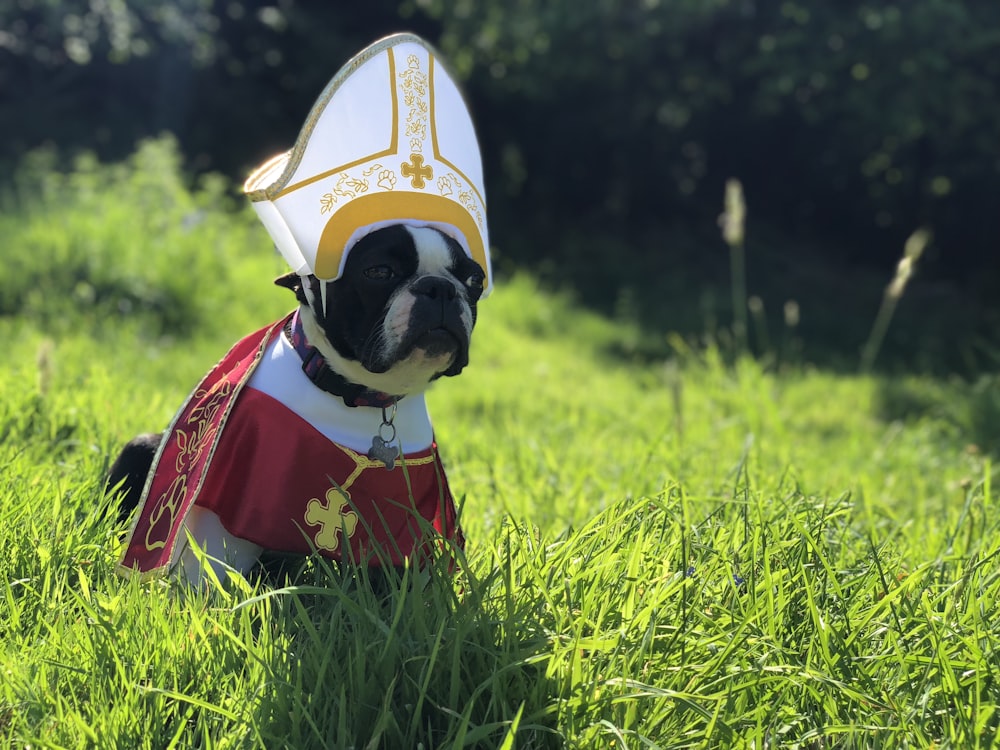 carlin fauve sur le champ d’herbe verte