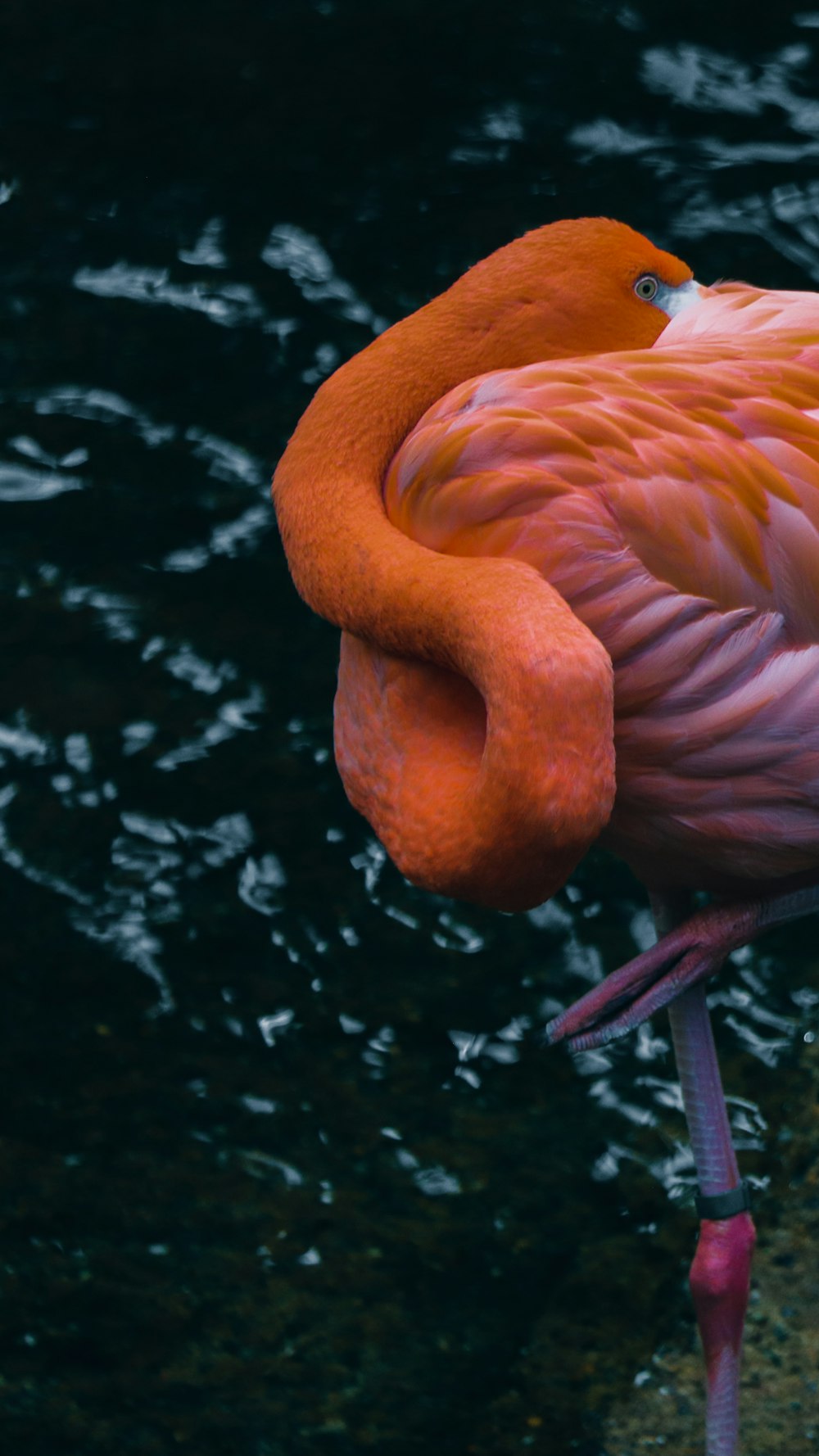 Flamant rose orange