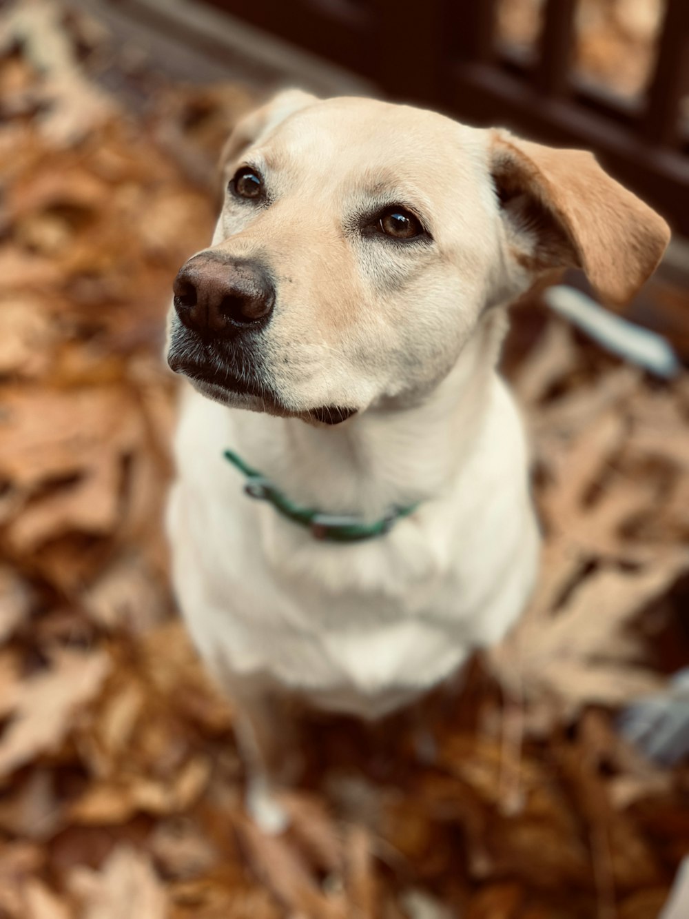 short-coated tan dog