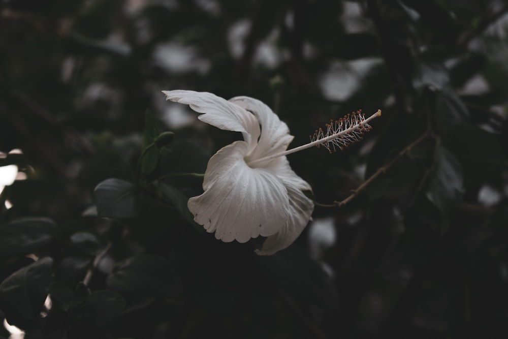 white hibiscus flower