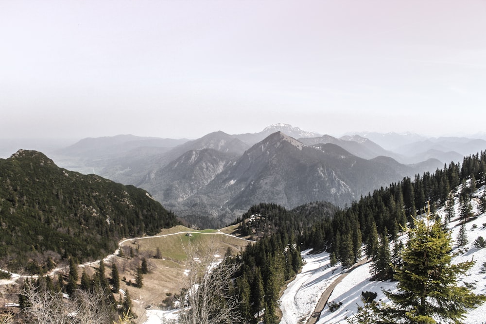 tree, grass, and snow covered field during day