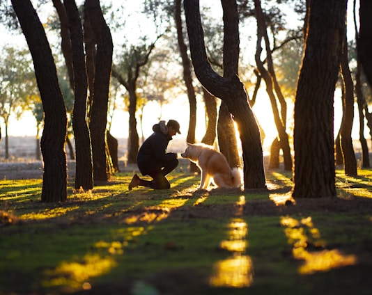A veteran kneels beside their calm assistance dog in a peaceful park setting, both sharing a moment of quiet companionship.
