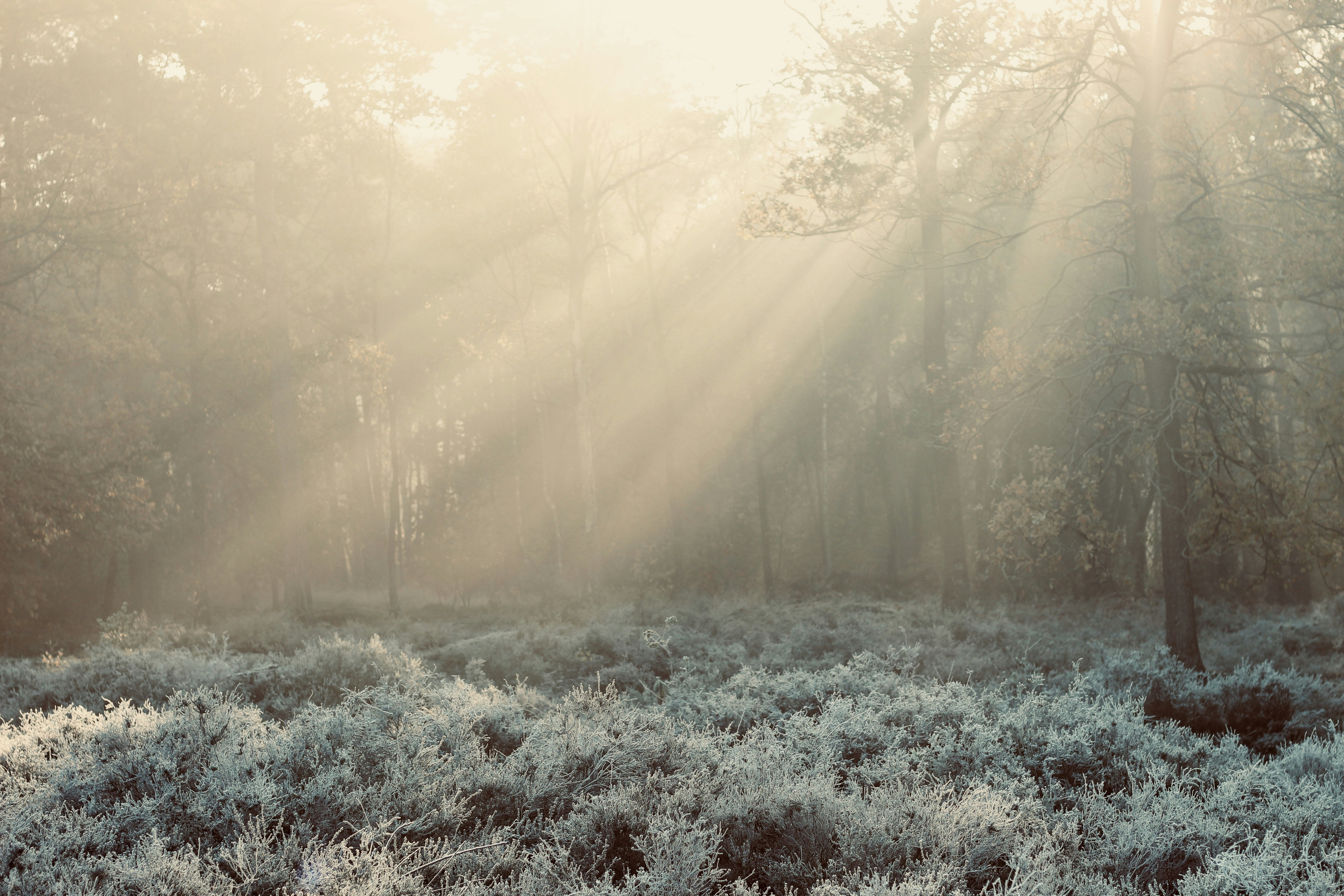 Afbeelding van Rijssen