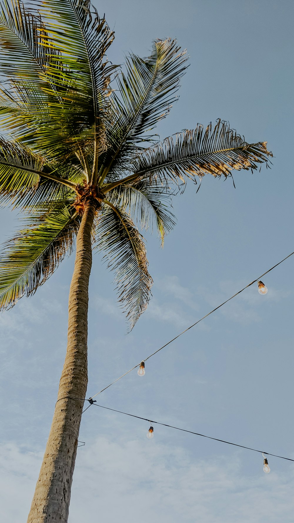 green coconut tree