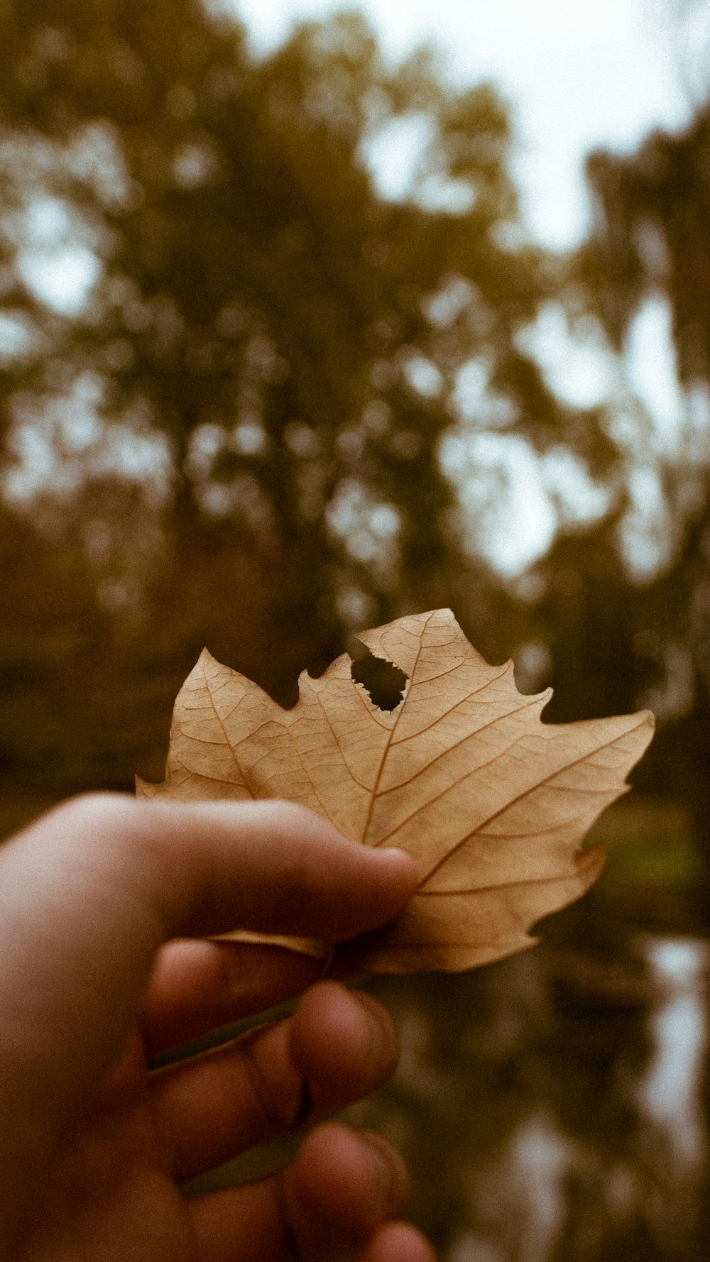 persons hand holding dried leaf close-up photography