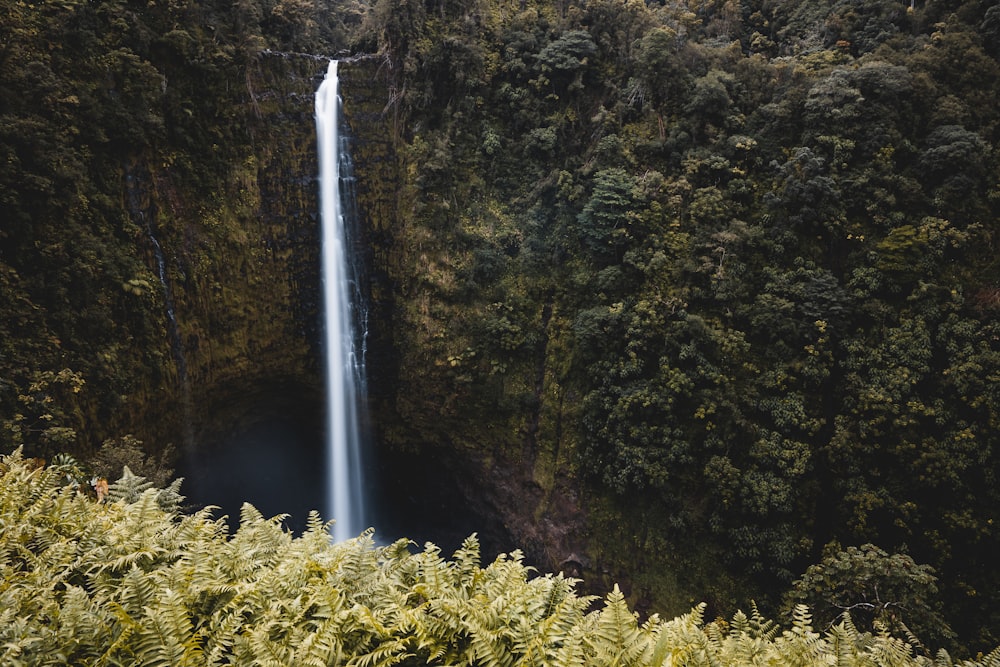 Wasserfall umgeben von Bäumen