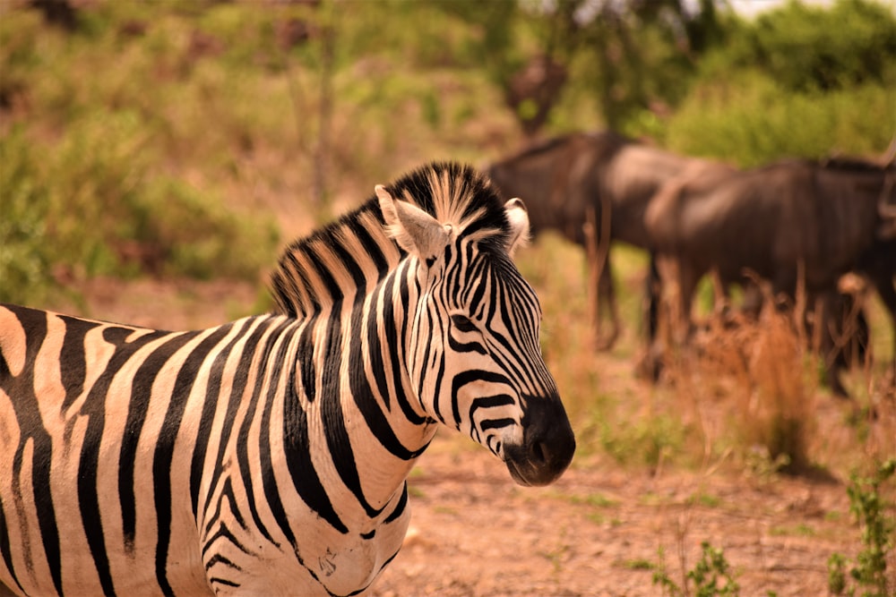 zebra standing on grass field at daytime