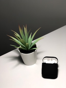 A small potted plant with pointed green leaves sits on a white surface next to a pair of wireless earbuds in a black charging case.