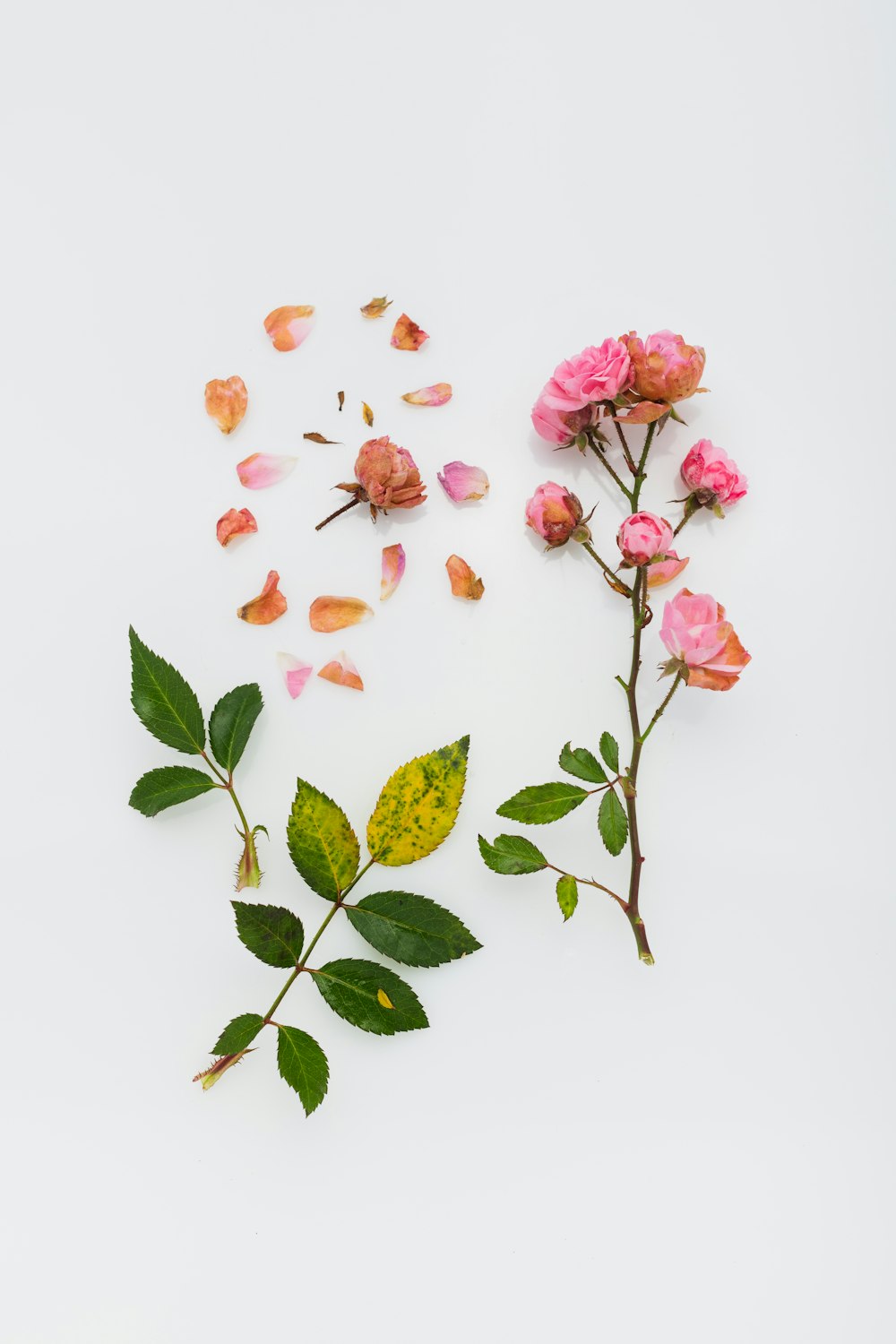 pink petaled flowers on white surface