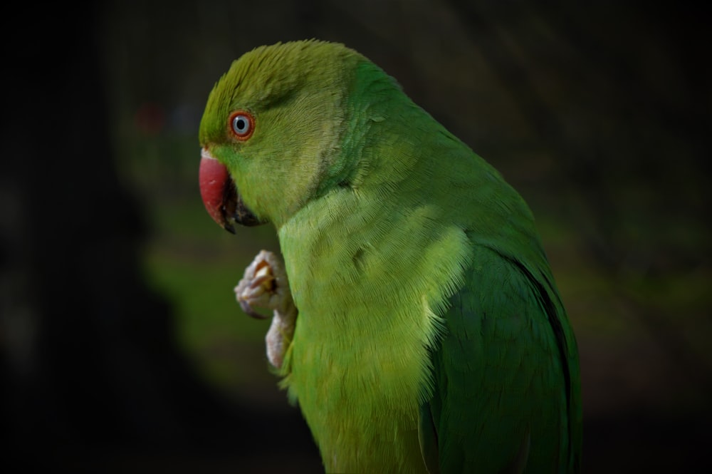 green parrot