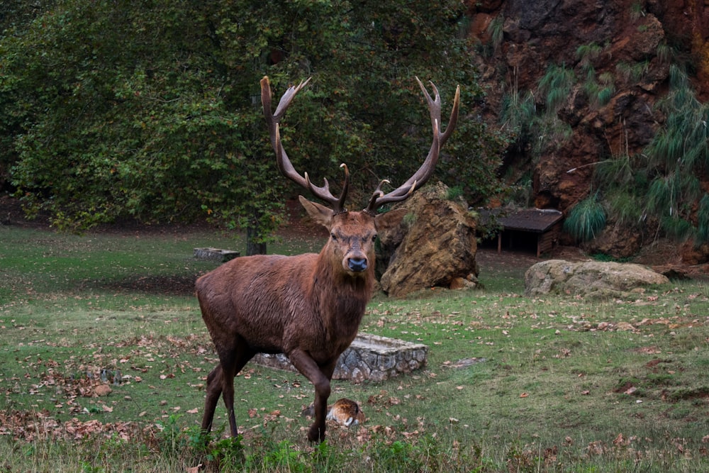 brown deer walking on grass field