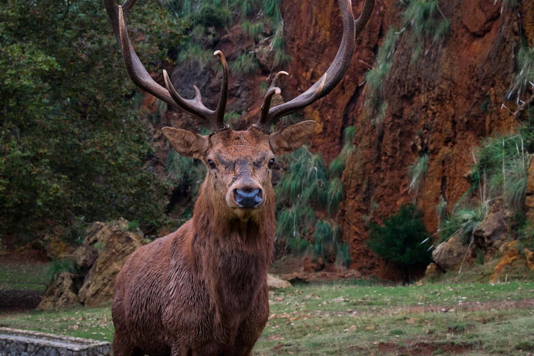 travelers stories about Wildlife in Cabárceno, Spain