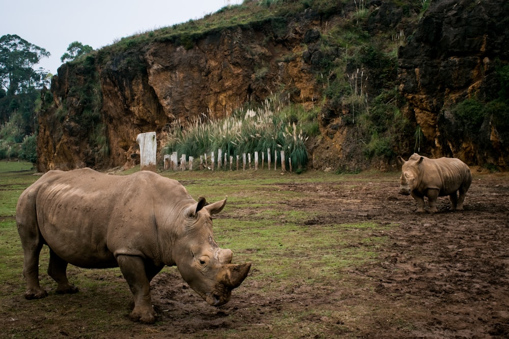 두 마리의 갈색 코뿔소가 잔디밭을 걷고 있습니다