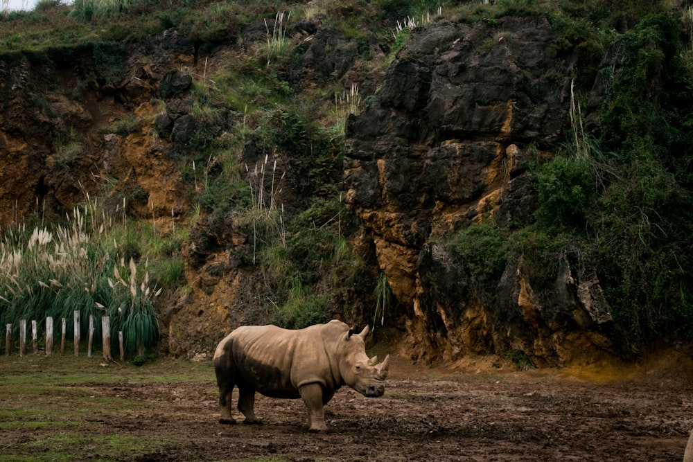 grey rhinoceros standing on mud by the cliff