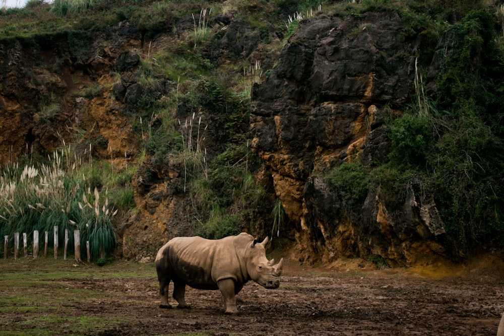 rhinocéros gris debout sur la boue près de la falaise