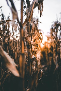 selective focus photography of crop field